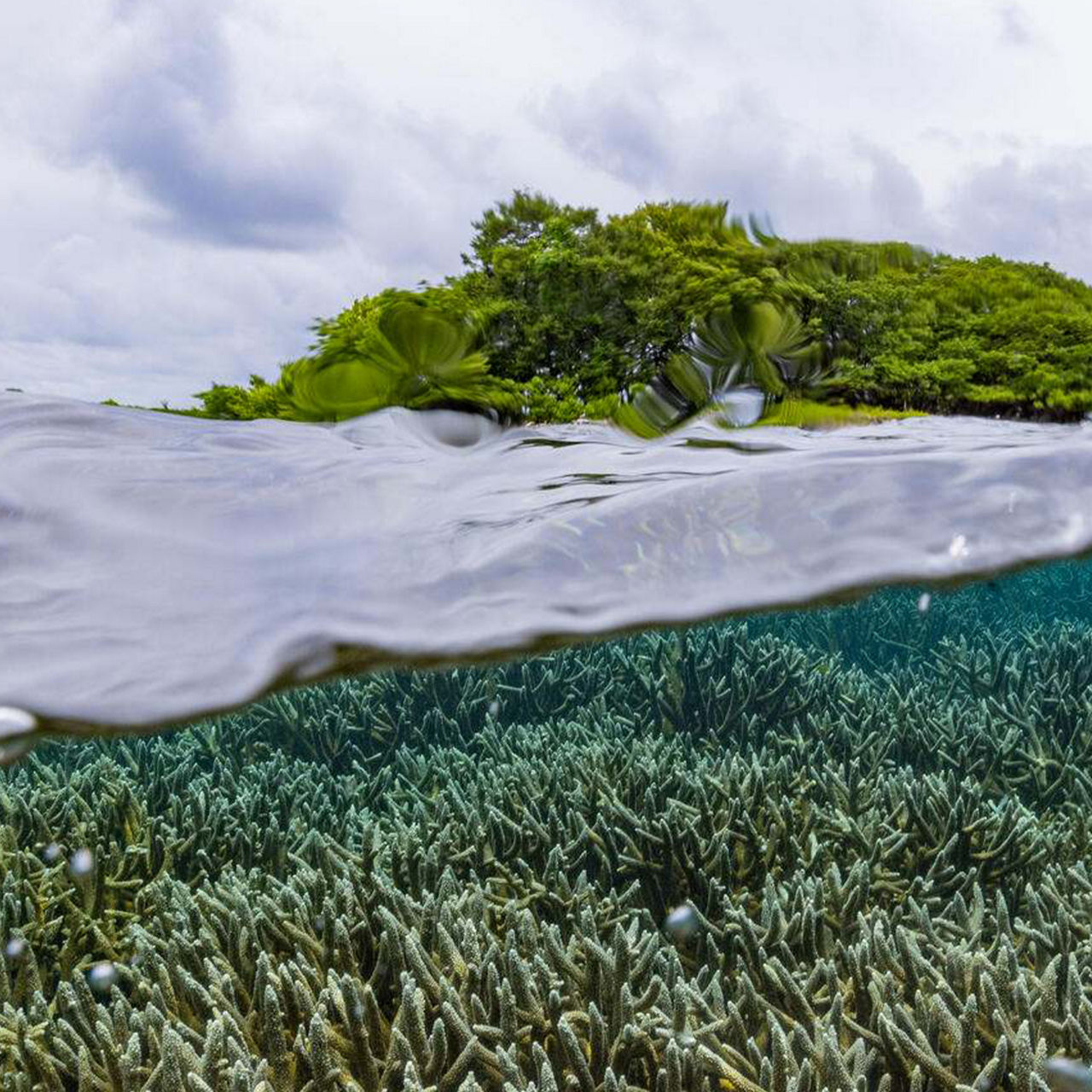 Protecting Coral Reefs